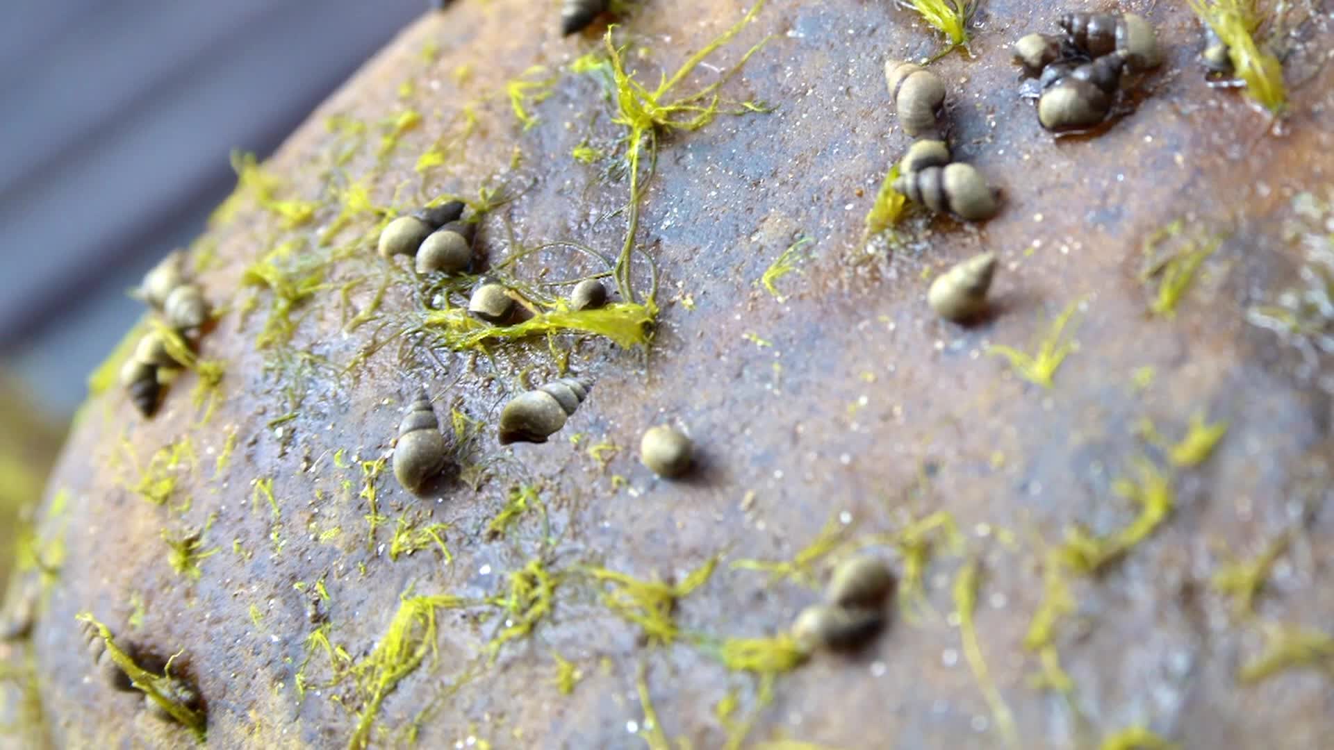 Colorado Parks and Wildlife: Preventing Invasive Species