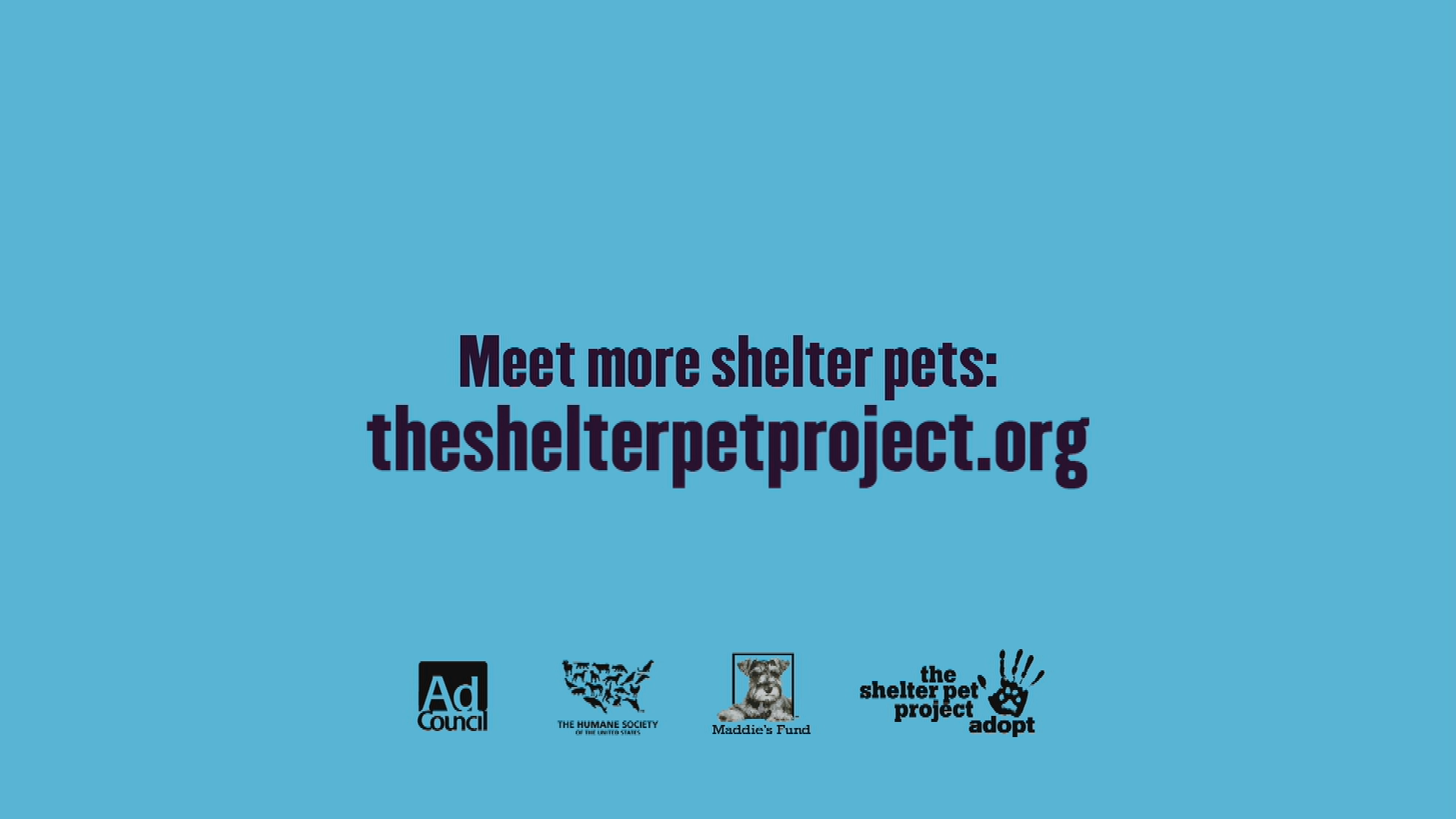 Theshelterpetproject best sale org search