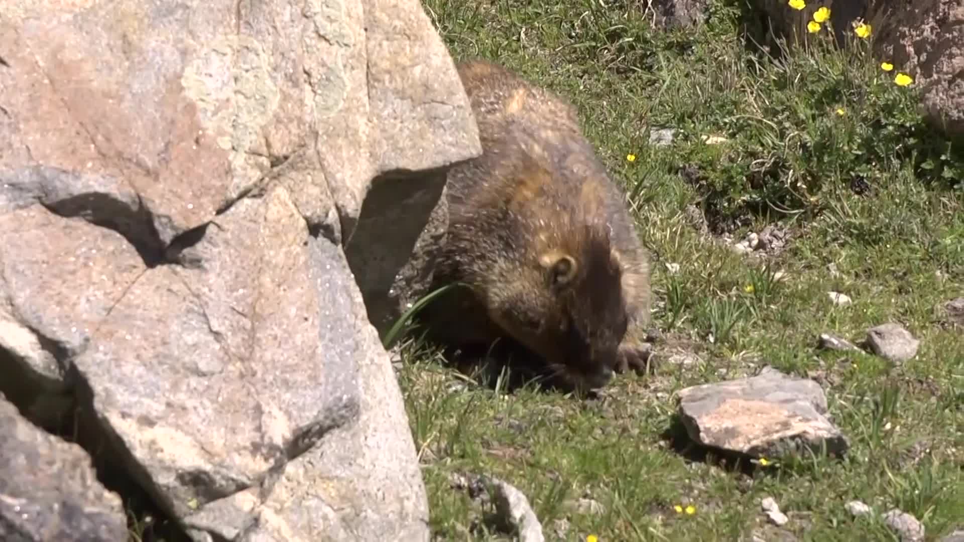Thumbnail image for CO 14ers: Marmots