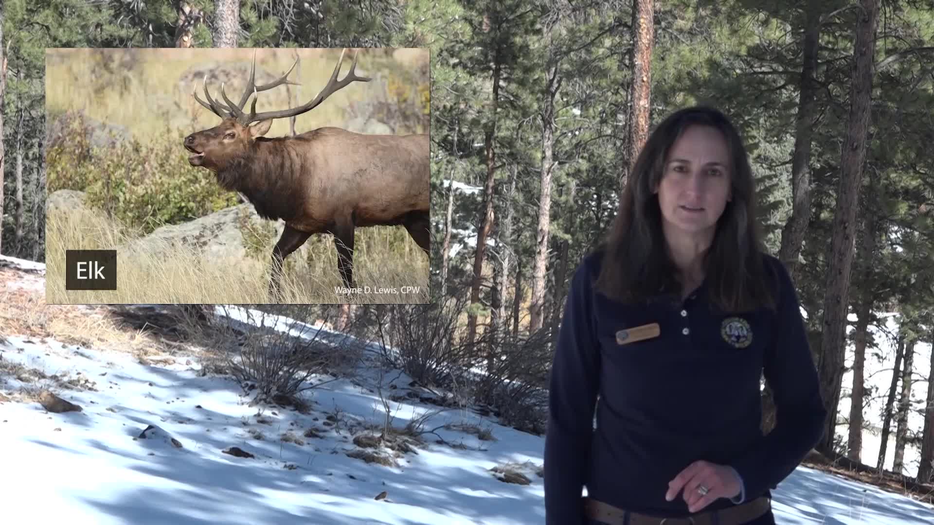 Colorado Parks & Wildlife: Wolf Reintroduction